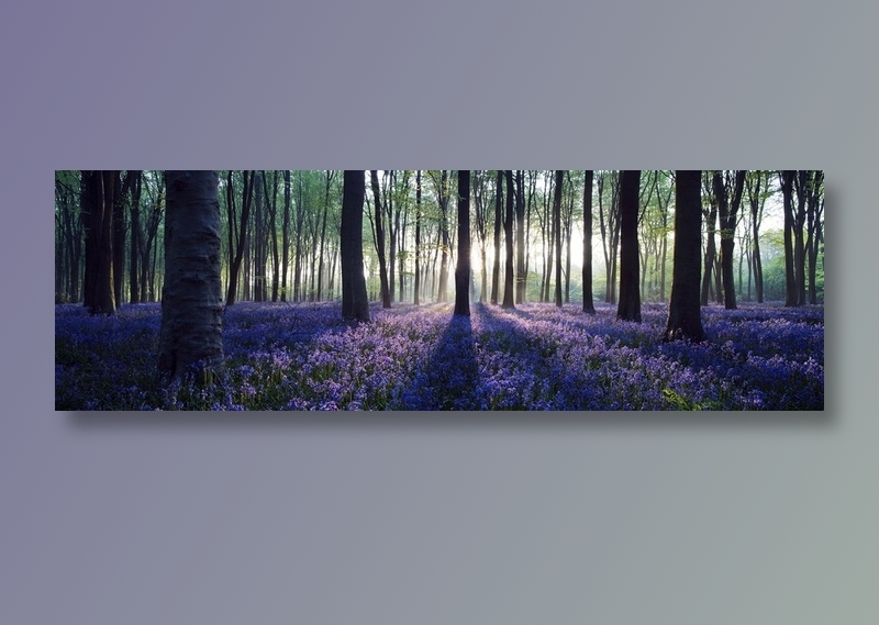 丛林野花开图片