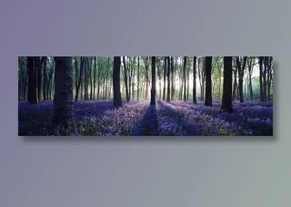 丛林野花开图片