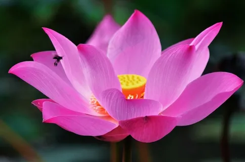 淡雅清新的莲花素材图 淡雅清新的莲花素材图