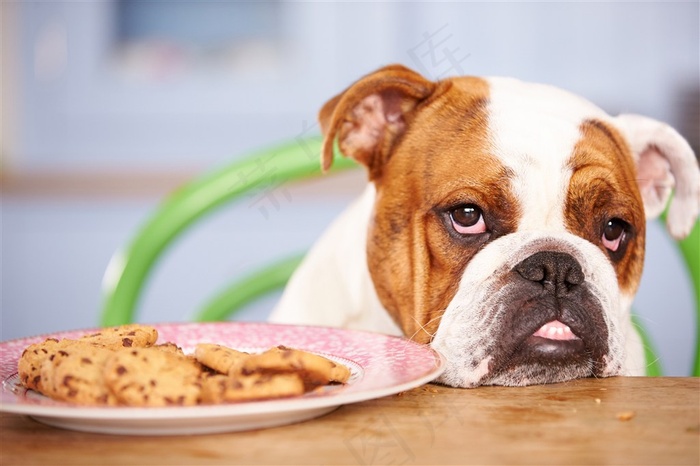 搞怪的斗牛犬狗狗图片