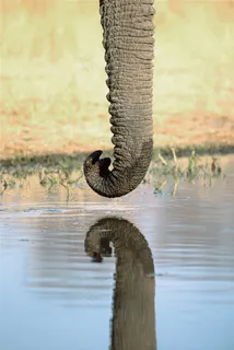 6K大象鼻子图片