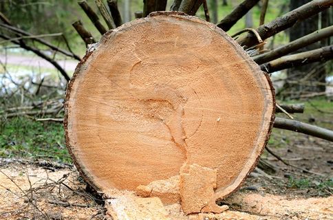 木材木头横切片