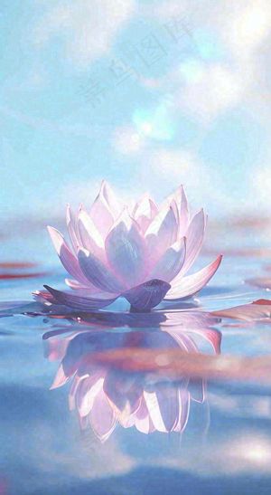 夏日光照莲花蓝色阳光温馨水面，夏至小暑大暑