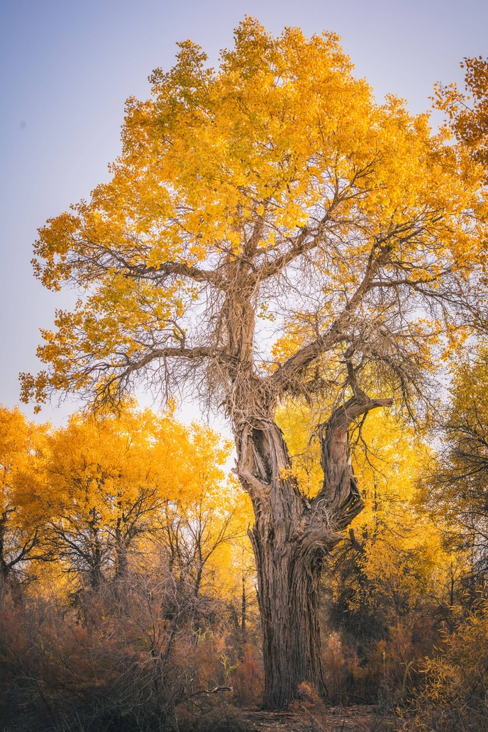 金黄唯美秋天银杏景色背景