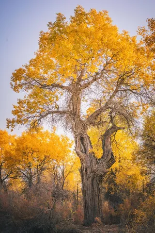 金黄唯美秋天银杏景色背景