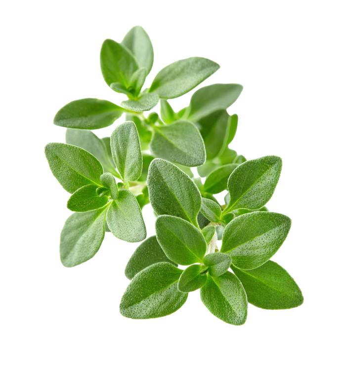 树木树枝树叶免扣素材