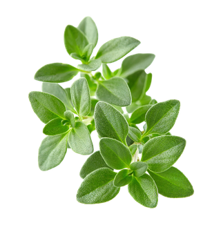 树木树枝树叶免扣素材