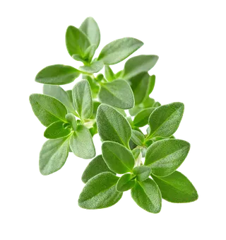 树木树枝树叶免扣素材