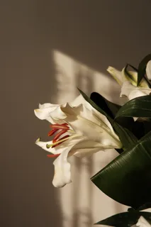 白色纯洁百合摄影素材 白色纯洁百合摄影素材