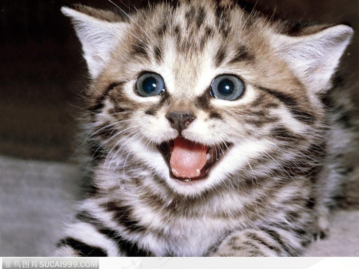 微笑的猫咪图片