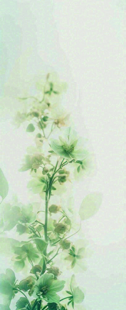 白色清新花朵朦胧唯美意境，鲜花摄影图(704x1728)