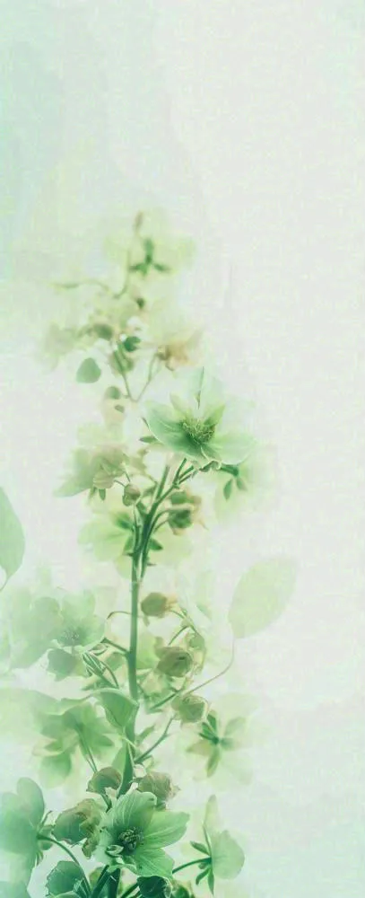 白色清新花朵朦胧唯美意境，鲜花摄影图(704x1728)
