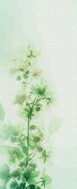 白色清新花朵朦胧唯美意境，鲜花摄影图