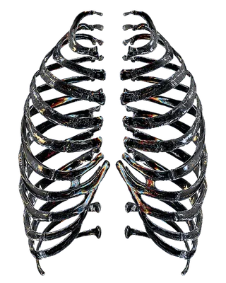 赛博朋克酸性设计风格塑料玻璃透明人体胸膛模型元素_PNG免扣