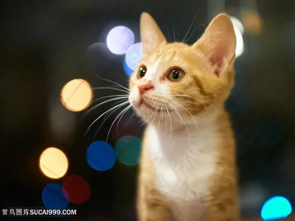 萌萌的小黄猫咪图片素材