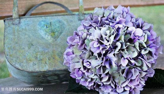 高清桌上的绣球花图片