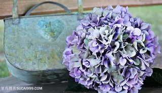 高清桌上的绣球花图片