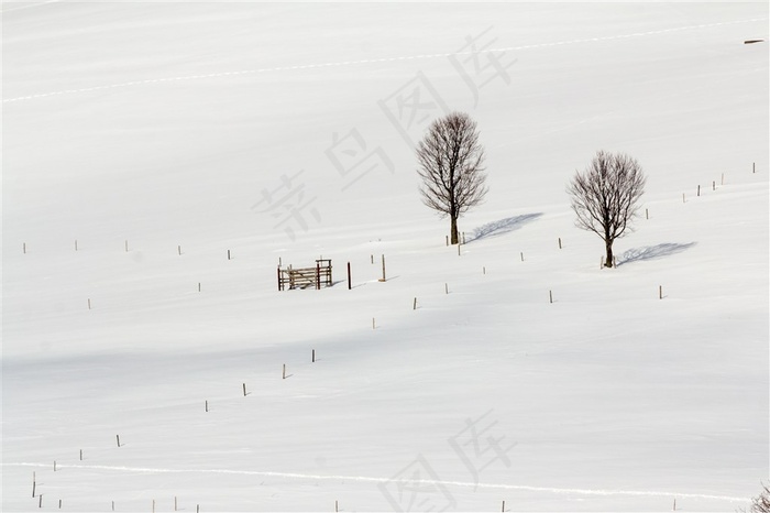 雪地上的两棵树