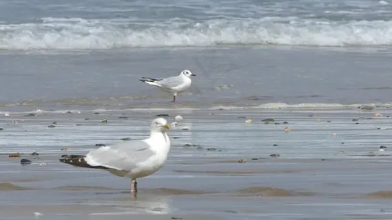 海鸥, 海洋, 海, 假期, 夏天, 旅行, 快乐的, 暑假