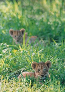 草丛里的两只虎宝宝图片