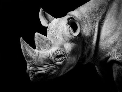 犀牛高清图片素材