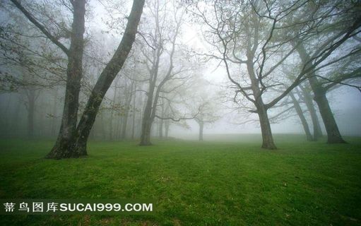 树林大雾摄影