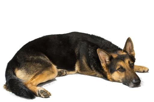 德国牧羊犬 PNG免抠(1170x780)
