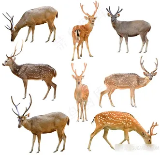 角鹿素材图片 角鹿素材图片