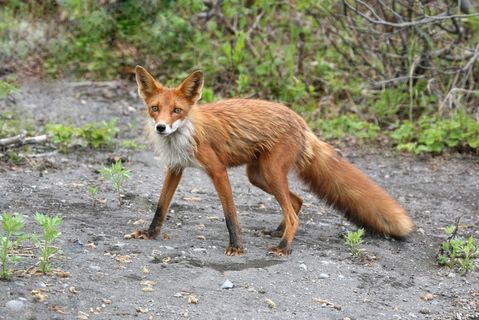 狡猾的狐狸图片
