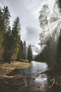 逆光树林流水风景图片 逆光树林流水风景图片