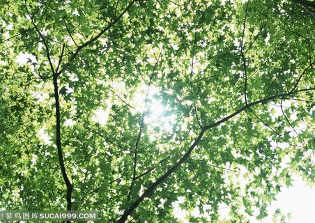 树木树叶-透过树叶仰望天空中的太阳