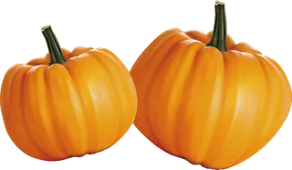 南瓜种植现代农业