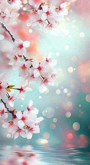 春天浪漫花朵白色樱花，立春春分惊蛰摄影图