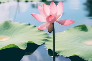 清新粉色荷花荷叶图