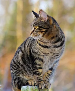 小猫侧身图片 小猫侧身图片