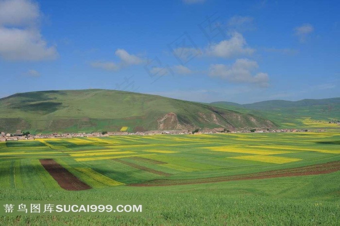 青海门源油菜花美景摄影素材