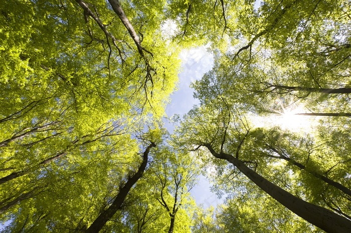 绿树森林风景图片