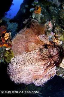 美丽海底珊瑚高清摄影图