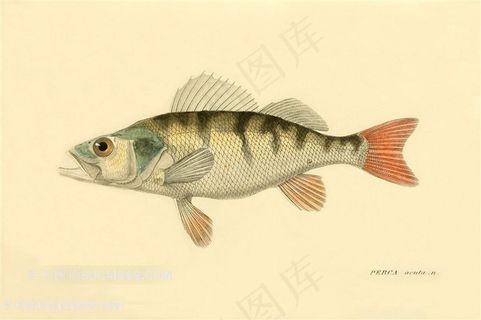 手绘水彩鱼插画