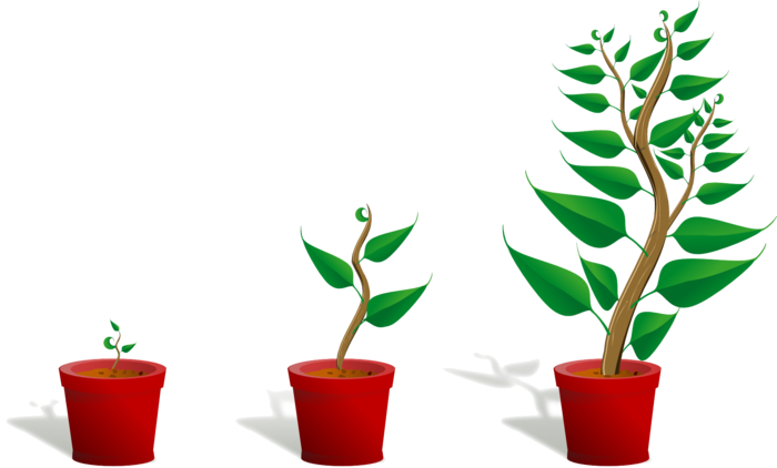花盆成长流程