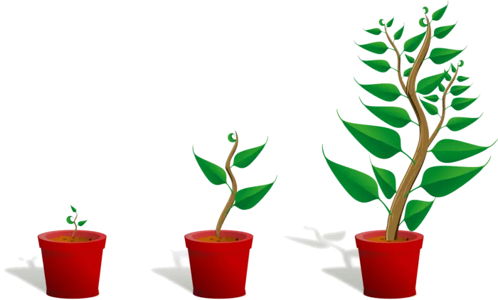花盆成长流程