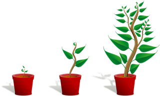 花盆成长流程