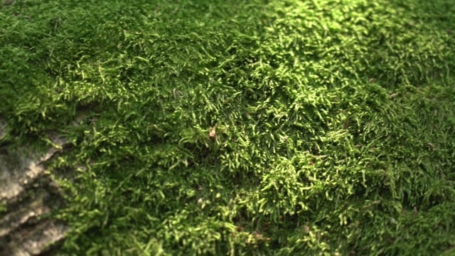 苔藓, 树, 绿色, 森林, 自然