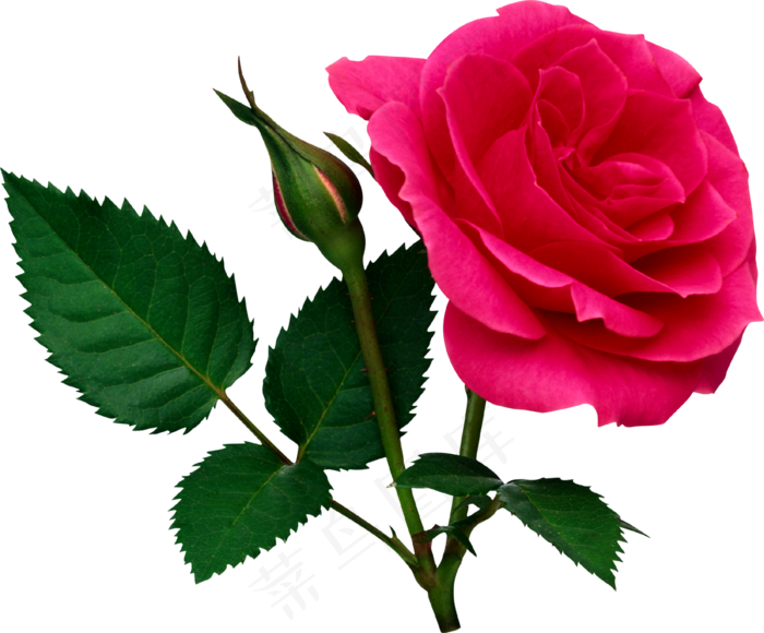 玫瑰 红色 红玫瑰 玫瑰花 花朵 鲜花特写 免抠