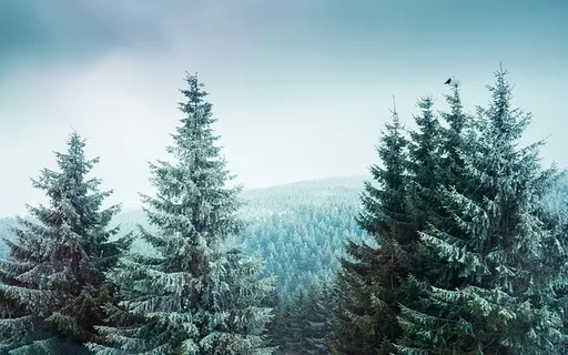 冬天白雪背景风景 冬天白雪背景风景