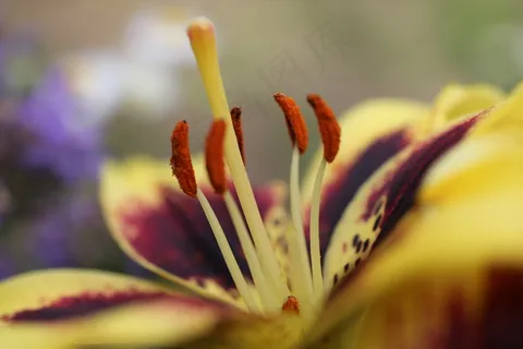百合花蕊近景特写图片 百合花蕊近景特写图片
