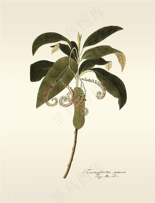 水彩树叶树枝插画