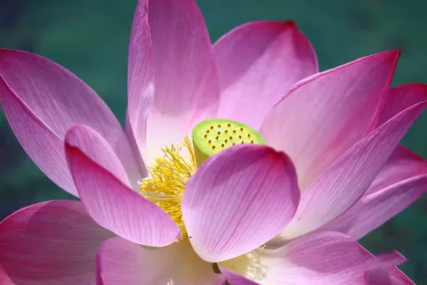 荷花背景图