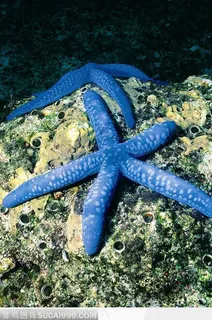 海星(海礁上两个蓝色的海星) 海星(海礁上两个蓝色的海星)