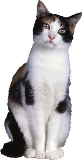猫 PNG免抠(1447x2800)